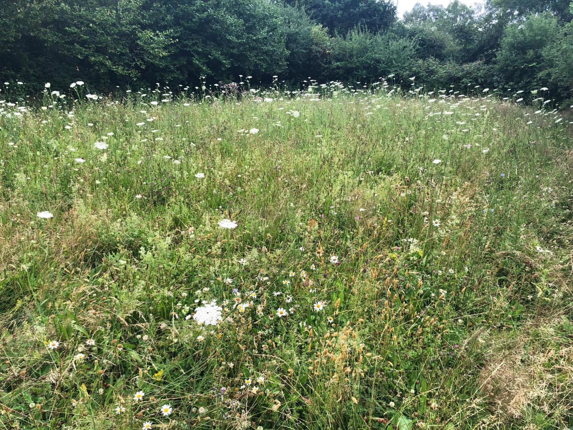 Erholung Auf Dem Land Zwischen Ostsee Und Schlei Stoltebull Ngoại thất bức ảnh